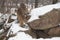 Female Cougars Puma concolor Climb Down Side of Snow Covered Den Winter