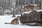 Female Cougars Puma concolor Investigate Log