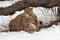 Female Cougars Puma concolor Wrestle Under Log Winter