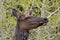 Female or cow elk crossing a meadow and Pacific Creek Road