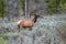 Female or cow elk crossing a meadow and Pacific Creek Road