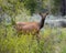 Female or cow elk crossing a meadow and Pacific Creek Road