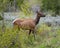 Female or cow elk crossing a meadow and Pacific Creek Road