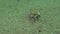 Female crab Macropipus holsatus with caviar quickly runs along the sand
