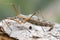 Female crane fly, Tipulidae on bark