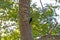Female Crimson Crested Woodpecker in the Amazon