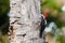 Female Crimson-crested Woodpecker Pecking