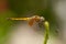 Female Crimson Dropwing dragonfly