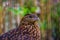 Female crimson horned pheasant with its face in closeup, tropical bird specie from the himalaya mountains of Asia