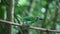 Female Crimson-rumped Toucanet, Aulacorhynchus haematopygus, close up in Ecuador