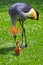 A female crowned crane is guarding a baby.