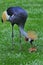 A female crowned crane is guarding a baby.