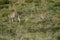 Female and cub of guanaco Lama guanicoe grazing.