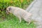 Female cute dog puppy Pug pee on green grass near road ( on foot