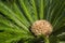Female cycad sago palm, Cycas revoluta