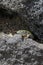 A female of the Cycladic lizard Podarcis erhardii basks on a warm stone on the island of Santorini, Greece.