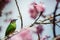 Female Dacnis cayana in cherry blossom