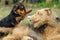 Female dam Airedale Terrier dog playing with her puppy