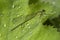 Female damselfly on leaf with rain drops