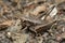 Female dark bush-cricket, Pholidoptera griseoaptera on ground