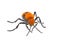 Female Dasymutilla occidentalis - red velvet ant, eastern velvet ant, cow ant or cow killer - a species of parasitoid wasp native