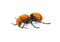 Female Dasymutilla occidentalis - red velvet ant, eastern velvet ant, cow ant or cow killer - a species of parasitoid wasp native