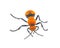 Female Dasymutilla occidentalis - red velvet, eastern velvet ant, cow ant or cow killer - a species of parasitoid wasp native to