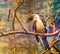 Female Deckens hornbill bird sitting on a tree branch, tropical bird specie from Africa