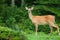 Female deer with forest behind her