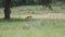 Female Deer grazing under a tree in a field.