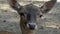 A female deer standing and glancing directly in a zoo