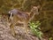 Female deer in sunlight standing on ground near walk in public park