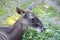 The female deer - Thorold`s deer