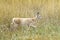 Female deer walks in the grass