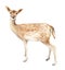 Female deer. Watercolor element for the design of wedding invitations, posters, illustrations. Isolated object.