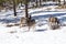 Female Deer in Winter Snow RMNP