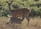 Female deer & young fawn feeding in Richmond Park