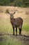 Female Defassa waterbuck stands on muddy track