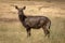 Female Defassa waterbuck stands in sunny grassland