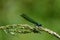 Female Demoiselle on a grass seed head