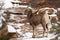 Female desert big horned sheep stands on snowy red rock ledge