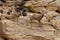 Female Desert Bighorn Sheep with Lamb Capitol Reef National Park