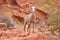 Female Desert Bighorn Sheep in Valley of Fire