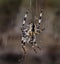 Female Diadem or garden spider on web.