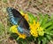 Female Diana Fritillary, Speyeria diana,