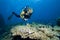 Female diver and coral