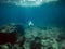 Female diver diving in the sea wearing snorkel goggles and fins