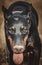 Female Doberman pinscher