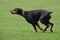 Female doberman running in the yard.