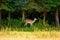 female doe - capreolus capreolus, western roe deer on the meadow in front of the forest